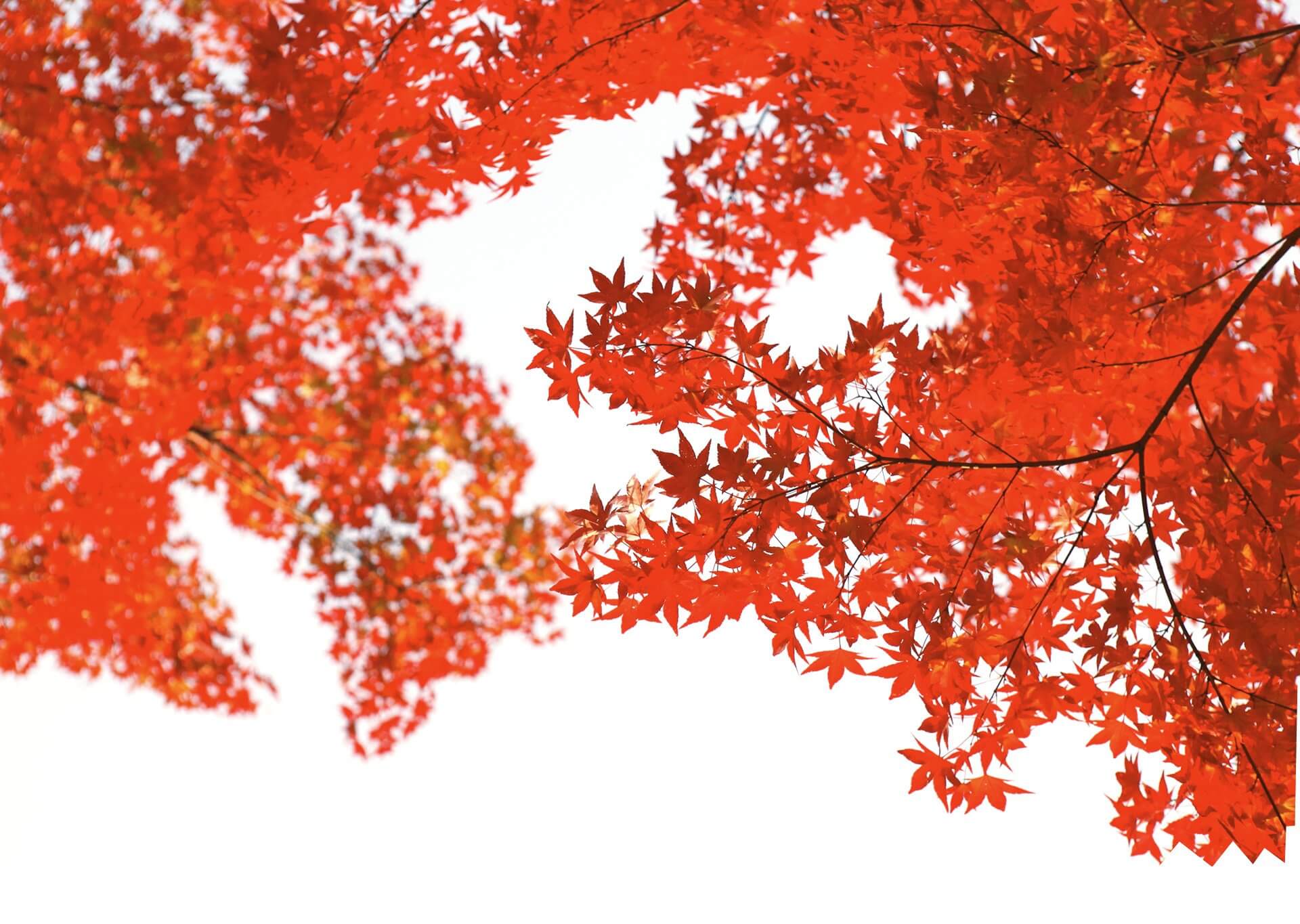 Hintergrund Herbst mit Blättern